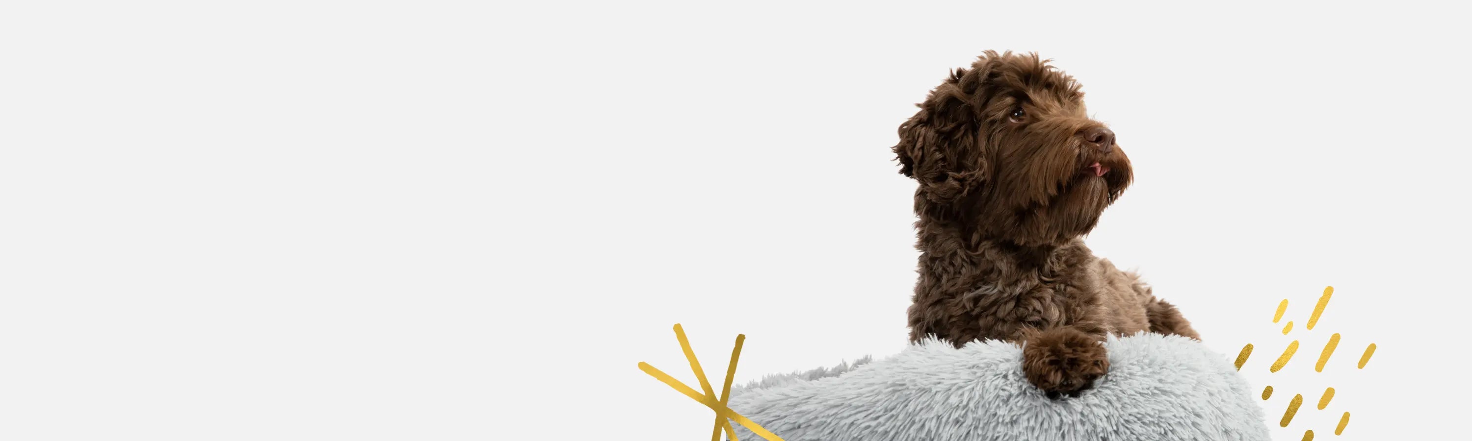 Brown dog sitting on a fluffy gray cushion with a white background